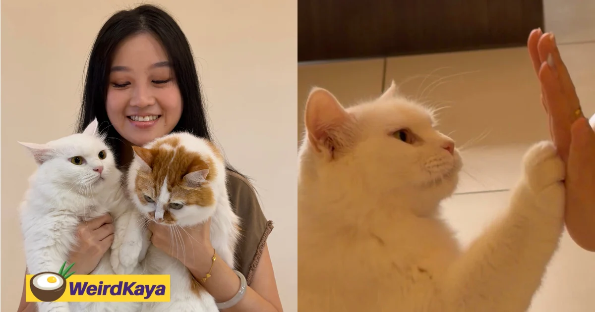 Communitycerita | weirdkaya original